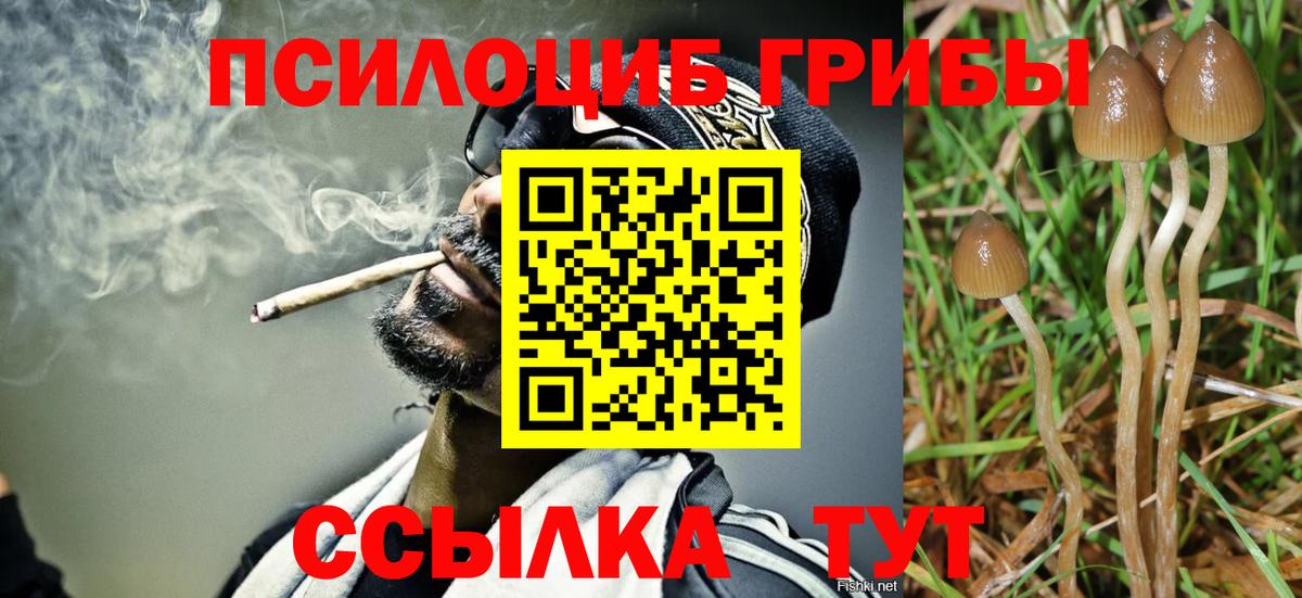 Галлюциногенные грибы Psilocybine cubensis  Псилоцибиновые грибы мицелий  Тында 